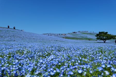 茨城県