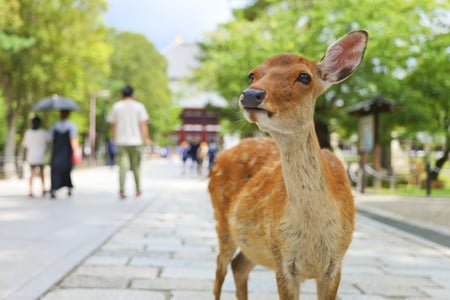 【2026年最新】奈良市のパーソナルジムおすすめ11選｜近鉄奈良・JR奈良・西大寺・大宮で現役トレーナーが徹底比較
